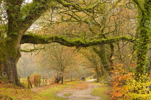 Preview: Autumn country track along an English forest