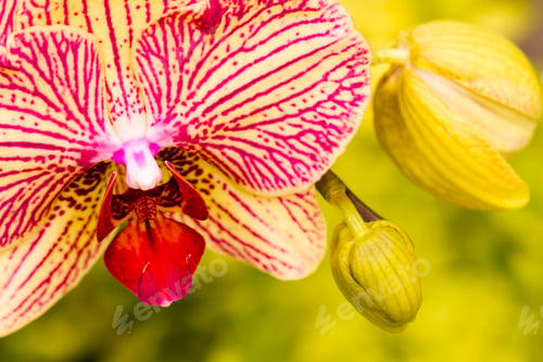Preview: Orchids