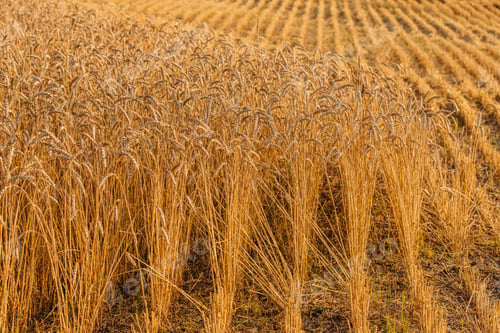 Preview: Close up of ripe wheat ears. Beautiful backdrop of ripening ears of golden field.