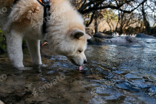 Preview: pretty dog drinking water from a river, akita inu