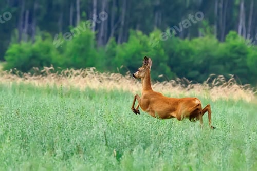 Preview: Roe-deer in the run