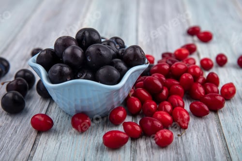 Preview: top view of small dark purple blackthorn on a blue bowl with red cornel berries isolated on a grey