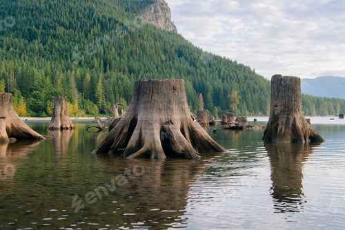 Preview: Tree stumps emerge from a calm lake surrounded by a lush green forest under a cloudy