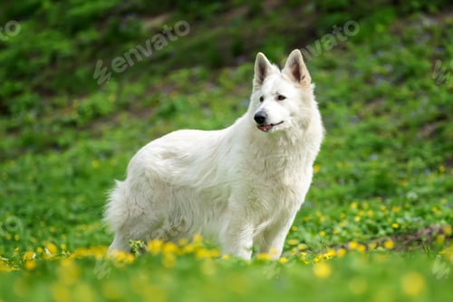 Preview: Berger Blanc Suisse White german shepherd