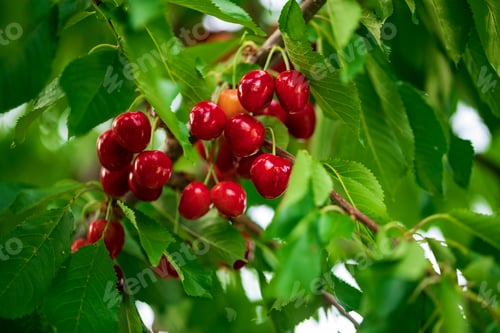 Preview: Cherries