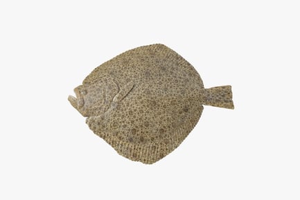 Preview: Detailed Turbot Flatfish