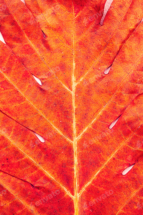 Preview: Autumnal leaf close up. Fall season abstract background.