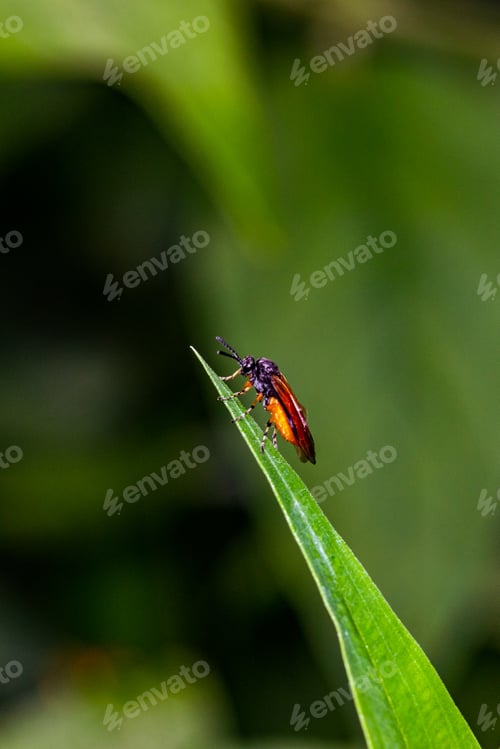 Preview: Kenya Small Insects Macro Animals Fauna Plants Flowers Vegatations Field