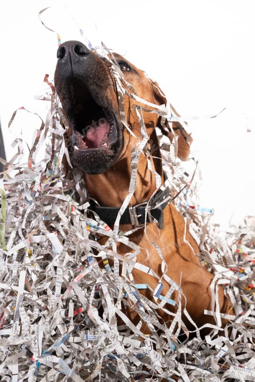 Preview: Photo of brown dog in confetti