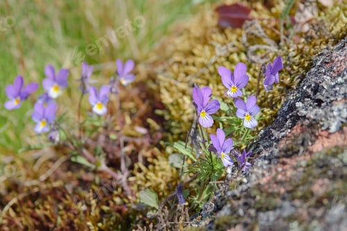 Preview: Nature of Northern Europe: violets plants.