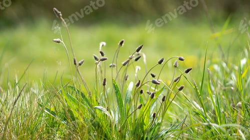 Preview: Ribwort plantain in a meadow in summer.