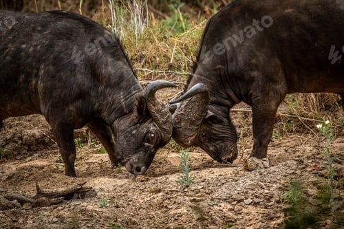 Preview: Two African buffalo bulls fighting.