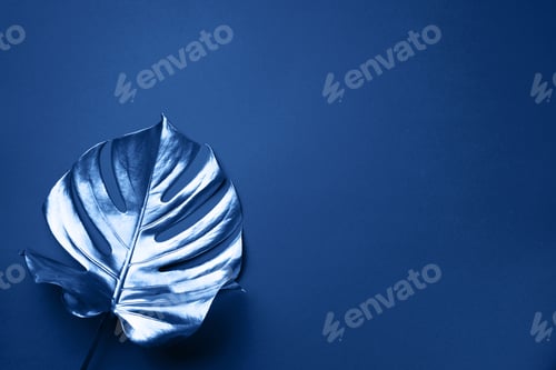 Preview: Exotic summer trend in minimal style. Tropical palm monstera leaf on classic blue color background