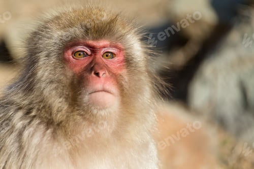Preview: Japanese monkey