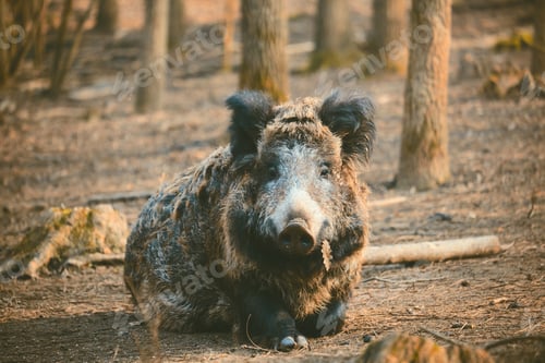 Preview: Wild boar, sus scofa