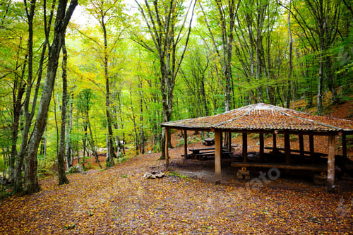 Preview: gazebo in the forest in autumn in the fog