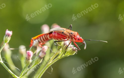 Preview: Cotton stainer, Red cotton bug, Red cotton steiner, Red bug