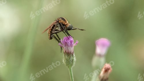 Preview: Toxophora, Nature background photo