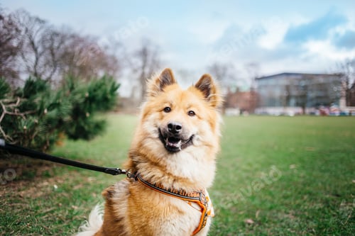 Preview: Happy dog enjoying a walk in the park