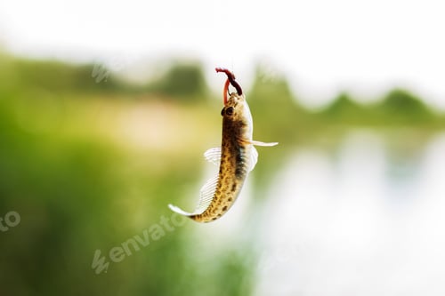 Preview: fish goby on the hook with a worm. caught fish on the hook