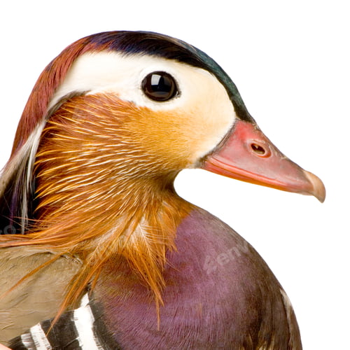 Preview: Mandarin Duck