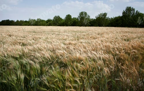 Preview: Cereal fields before harvesting. Wheat field.