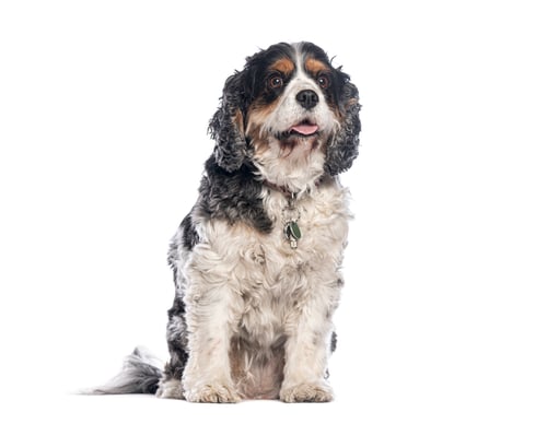 Preview: Adorable cavalier king charles spaniel sitting and panting on white background
