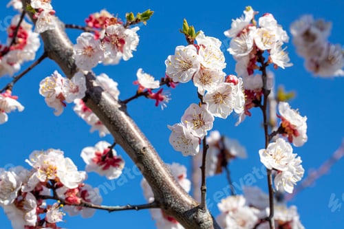 Preview: Apricot tree flowers with soft focus.