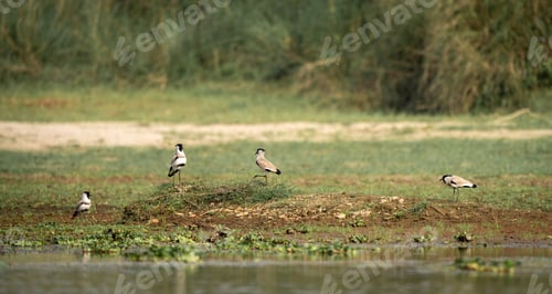 Preview: Flock of lapwing birds perched on dry land near a lake