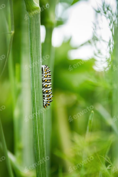 Preview: Macro of a black swallowtail caterpillar on parsley