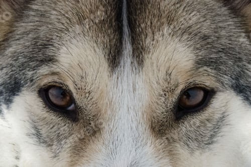 Preview: dog, siberian husky, pets, dogs, wilderness