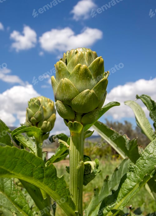 Preview: Artichoke field. Artichoke plant growing in vegetable garden. Urla - Izmir - Turkey