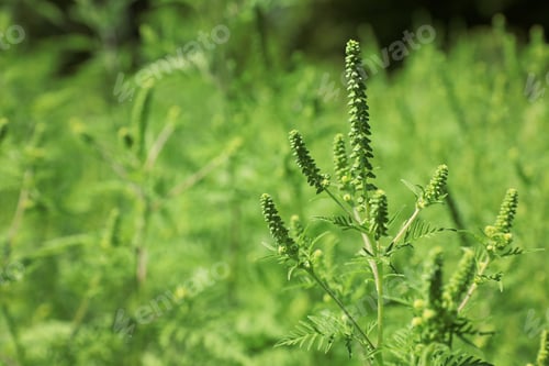 Preview: Blooming ragweed plant (Ambrosia genus) outdoors, space for text. Seasonal allergy