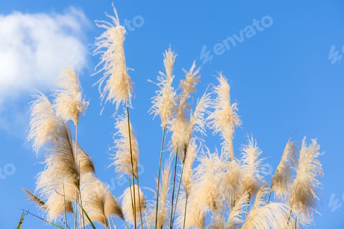 Preview: Silver grass over the sunny day