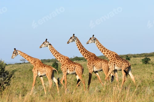 Preview: Walking group of giraffes