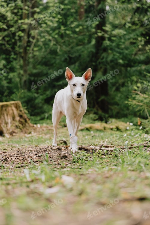 Preview: white dog walks in the woods or park in the summer. a pet in a green forest.