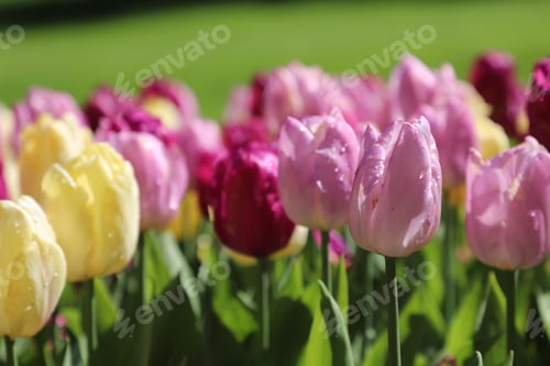 Preview: Tulips