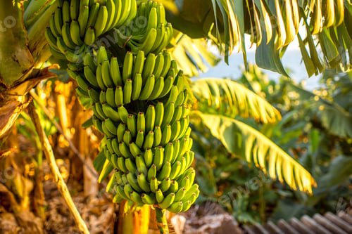 Preview: Green banana bunch