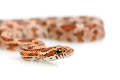 Preview: Corn Snake