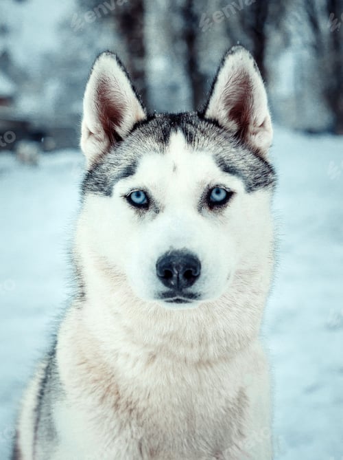Preview: dog, siberian husky, pets, dogs, wilderness
