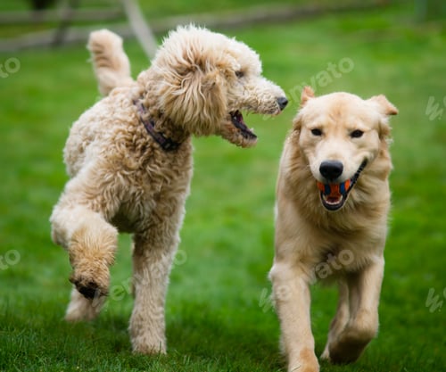 Golden Retriever Dogs Playing in Green Grassy Field