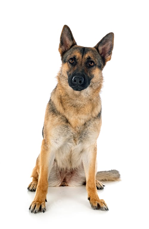 Preview: gray german shepherd