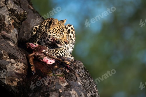 Preview: A leopard, Panthera pardus, sits in a tree with its kill and looks out of frame
