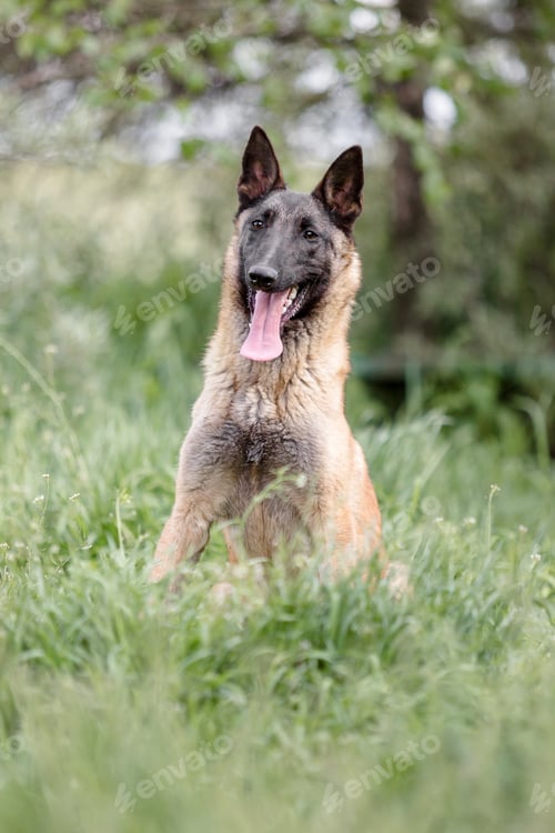 Preview: Belgian Shepherd Malinois running on the grass. Summertime. Happy dog on the walk
