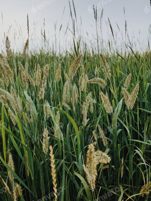 Preview: Long wild grasses in summer