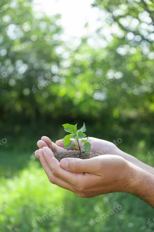 Preview: A plant in hands on a green background. Ecology and gardening concept. Nature background