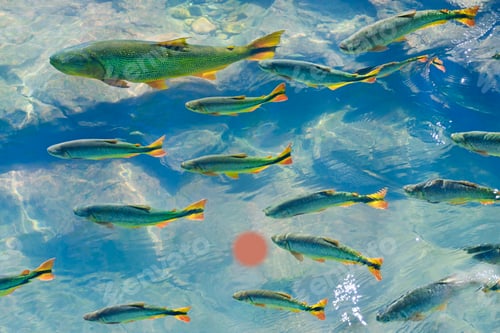 Preview: A school of fish in the clear waters of a river in the Pantanal in Brazil.