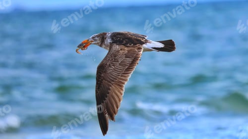 Vista previa: Pacific gull with fish in flight