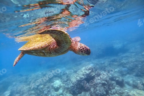 Preview: Turtle