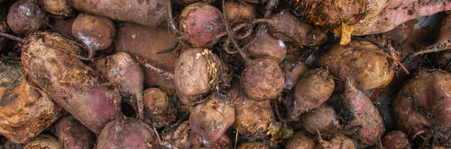 Preview: Beet Harvest Beetroot (Many Fruits Of Beets That Just Dug From The Ground) Concept. Food